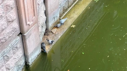 Fareler ve Güvercinler Porsuk Kenarında Yemeklerini Paylaştı