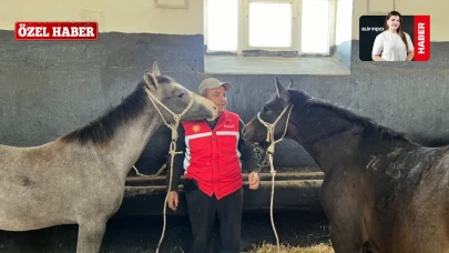 210 Yıllık Miras: Mahmudiye’de Safkan Arap Atı Yetiştiriciliği Bilimsel Metotlarla Sürdürülüyor