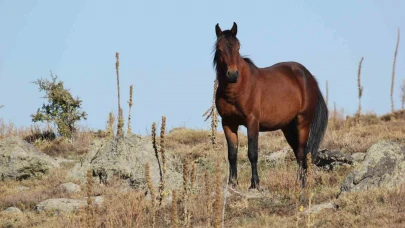 Kumalar Dağı’nda yılkı atları ve bulutların dansı büyüledi