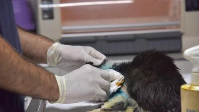 Kırık patili sokak kedisi 2 saatlik operasyonla sağlığına kavuştu