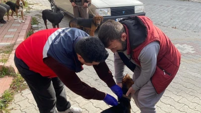 Emet’te sahipli kedi ve köpeklere mikroçip ve kuduz aşısı uygulandı