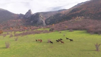 Eskişehir’de Belgeseli Aratmayan Anlar: Yılkı Atları 4 Nala Görüntülendi