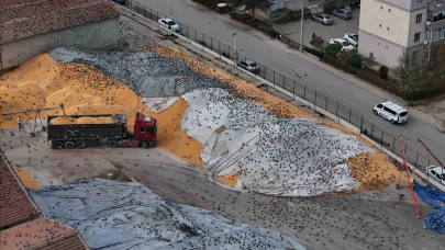 Eskişehir’de Tonlarca Hububat Güvercinler İçin Adeta Açık Büfe Oldu