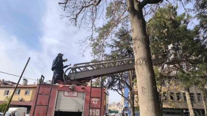 Ağacın tepesinde mahsur kalan kedi su fışkırtma yöntemiyle kurtarıldı