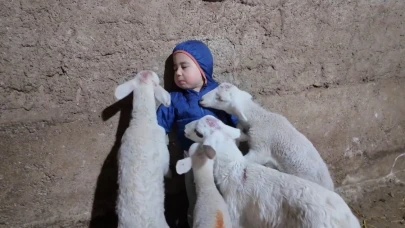 3 yaşındaki Yusuf Alp’in kuzularla tebessüm ettiren anları kamerada