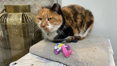 Eskişehir’de Kedi İçin Asılan “Dilenci Değilim” Notu Gülümsetti