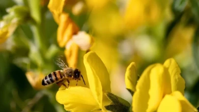 Afyonkarahisar’ın Nadir Hazinesi: Eber Sarısı Tehlike Altında mı?