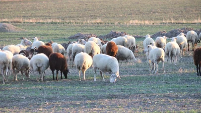 Koyunlar Kışı Kırda Geçiriyor: Eskişehir’de Otlatma Sürüyor