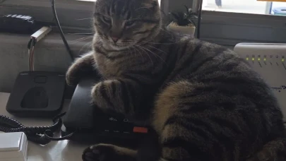 Eskişehir’de Hayvansever Taksi Durağı Örnek Oluyor