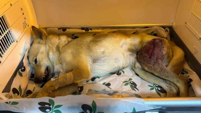 Parçalı Kırığı Olan Köpek Başarılı Ameliyatla Kurtarıldı