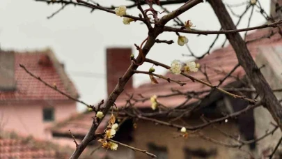 Eskişehir’de Kayısı Ağacı Aralık’ta Çiçek Açtı, Görenler Şaşkına Döndü