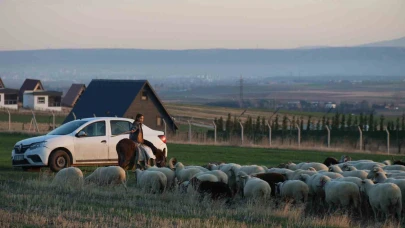 9 yaşındaki Ayşe Yaren koyunları eşeğiyle güdüyor