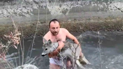 Gediz’de su kanalına düşen karaca üç kişilik çalışmayla kurtarıldı