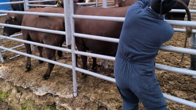 Brezilya’dan Gelen Gebe Düveler Sağlık Kontrolünden Geçti
