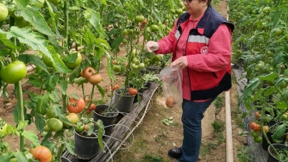 Kütahya’da domates seralarında hasat öncesi pestisit denetimi yapıldı