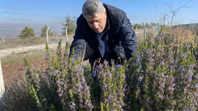10 Yıllık Çalışmanın Meyvesi: Eskişehir’de Artık Biberiye Üretilebiliyor