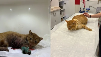 Eskişehir'de o kazadan sağ çıkan kedinin umut dolu yolculuğu