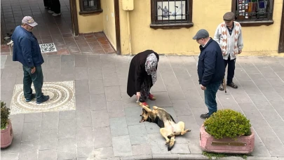 Sokak köpeği Odunpazarı'nın maskotu oldu