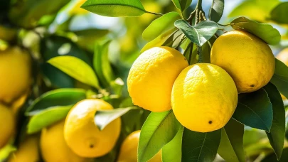 Bakanlık duyurdu: Limon ihracatı geçici olarak durdurulacak