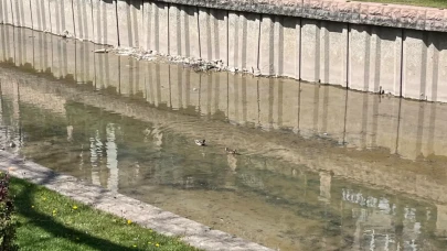 Porsuk Çayı'ndaki ördekler vatandaşın ilgi odağı oldu