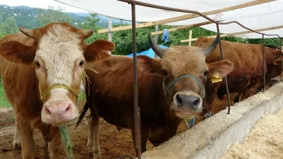 2025 kurban bedelleri açıklandı: İşte yurt içi fiyatı