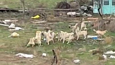 Başıboş sokak köpekleri Sazova’da korku saçıyor