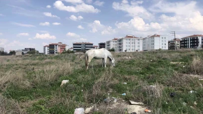 Eskişehir’de başıboş atlar