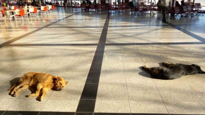 Eskişehir’de soğukta üşüyen köpekler ısınmak için otogara sığındı