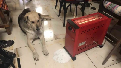 Kar ve soğuktan kaçan köpek çareyi çay ocağında buldu