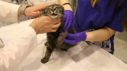 Eskişehir'de lastikle patisi bağlanan kedi ayağını kaybedebilir