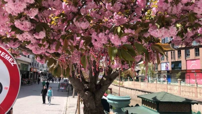 Eskişehir'de süs erik ağacına ’Martenitsa’ bağlandı