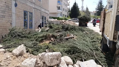 Eskişehir'de 12 Ağaç Daha Kesildi