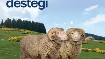 Seyitgazi ve Alpu’da Çiftçilere Damızlık Koç Desteği Başladı!