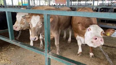 Eskişehir Kurban Pazarı'nda 750 kiloluk 3 düve alıcılarını bekliyor!