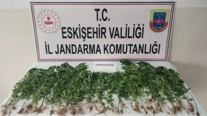 Eskişehir’de Kamu Arazisine Kenevir Eken Şahıs Suçüstü Yakalandı