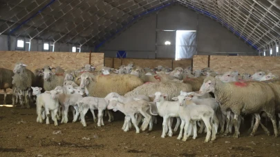 Eskişehir’de Çiftçiye Can Suyu: Damızlık Koç Başvuruları Açıldı