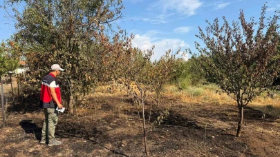 Şaphane'deki Meyve Bahçesine Sıçrayan Yangın Sonrası Hasar Tespit Çalışmaları Yapıldı