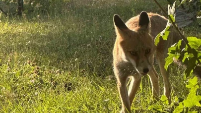 Maden İşçilerinin Yeni Dostu: Yemekhaneye Gelen Sevimli Tilki