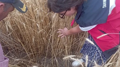 Kütahya’da dolu ve selin vurduğu tarım arazilerinde hasar tespit çalışması yapıldı