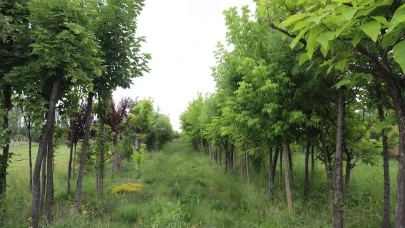 Çifteler Cumhuriyet Meydanı’ndaki ağaçların kaldırılmasıyla ilgili Büyükşehir'den açıklama