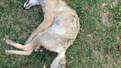 Eskişehir’de iddiaya göre maganda kurşunları tilkinin canına mal oldu