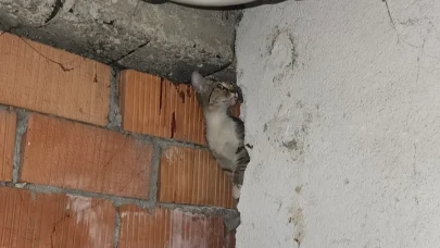 Eskişehir’de Anne Kedi ve 4 Yavrusu Kurtarıldı
