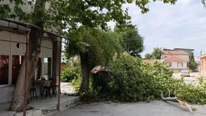Çınar ağacı rüzgardan devrildi, şans eseri kimse yaralanmadı