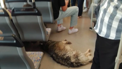Sıcaktan Bunalan Köpek Tramvaya Sığınıp Serinledi