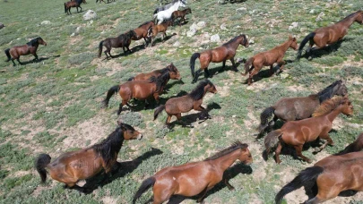 Afyonkarahisar’ın Yılkı Atları Havadan Böyle Görüntülendi