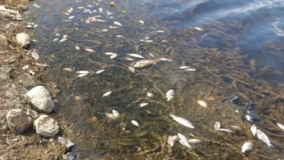 Kütahya’da toplu balık ölümleri tedirgin etti
