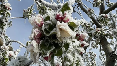 Zirai don desteği kimlere verilecek? İşte kapsanan ürünler ve iller