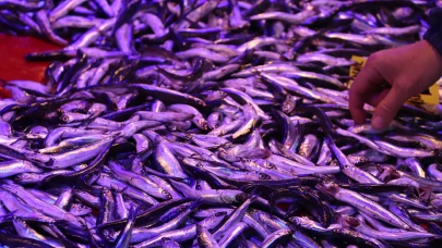 Yeni Sezonla Eskişehir Balık Pazarı Hareketlendi Hamsi Fiyattı Belli Oldu