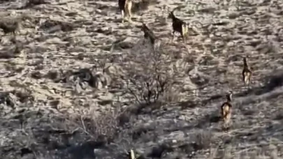 Eskişehir’de Kırsalda Görüntülenen 8 Geyik Hayran Bıraktı