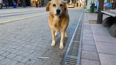 Eskişehir’de Dondurucu Soğuk Sokak Hayvanlarını Vurdu